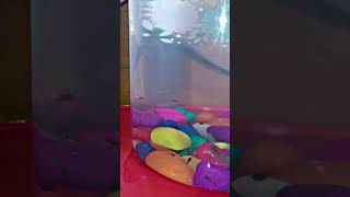 Guppy giving birth guppyfish babyfish youtubeshorts [upl. by Ettegdirb]