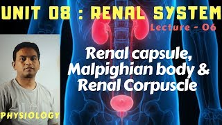 PHY08 Renal System 06 – Renal Capsule Malpighian body Renal Corpuscle  Dr Prashant Sharma [upl. by Powel]