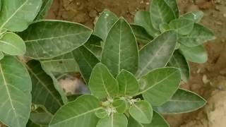 अश्वगंधा 🐸 को लगाए और 😵चमत्कारिक फायदे पाएं  Best AYURVEDIC plant  Ashwagandha Ash [upl. by Anert294]