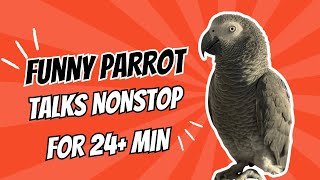 African Grey Parrot Baby Zeus Talks Nonstop for 24 Minutes [upl. by Alel]