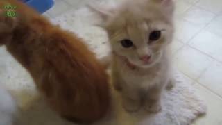 Chatons Mignons Qui Miaule COMPILATION [upl. by Brecher]