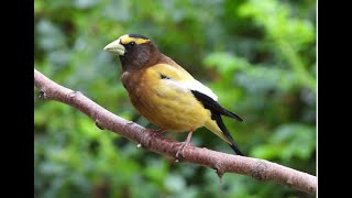 Feeding Frenzy  Evening Grosbeak  Raw Footage  grosbeak autumnvibes ravenous [upl. by Nosnibor]