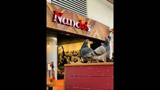 Birdy Enjoying Nandos😂 zainabsfamily birdslover nandoschicken [upl. by Auberta]