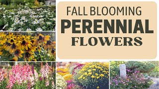 Fall Season Flowering Plants  All season perennials  Best Perennials For Summer To Fall blooming [upl. by Littman869]