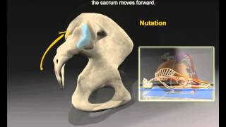 Sacroiliac Joint [upl. by Richey]