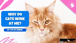 Why Do Cats Wink At Me [upl. by Vance]