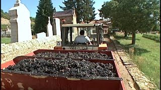 2005 Beaujolais Harvest [upl. by Rediah]