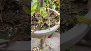 Hanging Plant Chain ⛓️ Plant 🌾🍁 [upl. by Cuthbertson]