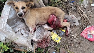 Puppys astonishing recovery after internal organs torn out [upl. by Orpha]