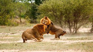 Intense fight between male lions  andBeyond Phinda Private Game Reserve  South Africa  WILDwatch [upl. by Flan970]