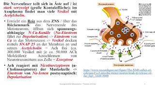 Muskelrelaxantien III Dantrolen maligne Hyperthermie [upl. by Jade547]