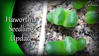 Haworthia Seedling Update from Sandys Succulent Garden [upl. by Cadman]