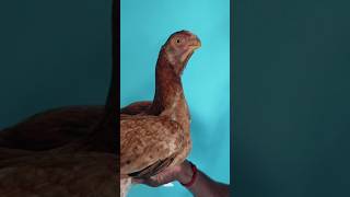 Red female sale parrot beak long tail 6 month virgin female [upl. by Hsekar]