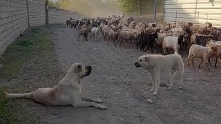 kangal və qurdbasar [upl. by Ithnan]