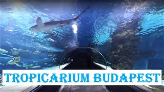 TROPICARIUM  BUDAPEST  🐠 Oceanarium  Shark Zoo 🦈 Hungary [upl. by Aisilef155]