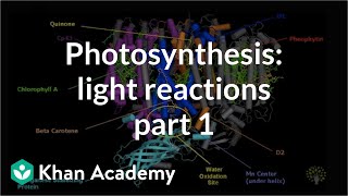 Photosynthesis Light Reactions 1 [upl. by Sancho]