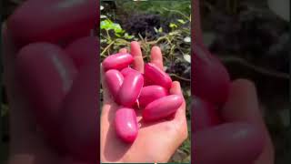 Modern farming methods 089 shorts planting viral peeling bean cuttingskills [upl. by Ttocs196]