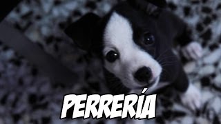 Perrería [upl. by Aicilra]