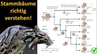 Kladistik Tutorial 2 Wie interpretiere ich einen Stammbaum Kladogramm [upl. by Nevaed]