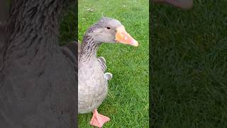 Pet Goose Says NO To Being Nice goose birds shorts [upl. by Eisseb]