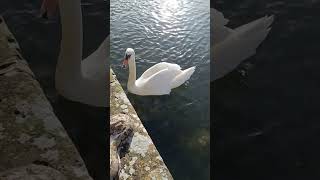 Swan 🦢🦢🦢🦢 fypシ゚viral zoo animalkingdom youtube youtubeshorts shorts fyp trending [upl. by Auhsoj581]