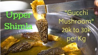 EP 4 Narkanda Upper Shimla  Himachal Pradesh Food amp Things to do [upl. by Alaunnoif37]