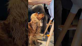 Dog eating Spaghetti 🐶🍝 English Cocker Spaniel Robby 🧡 [upl. by Aziram976]