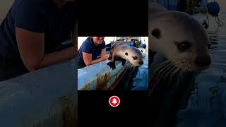 Adorable Seal Surprises Fishermen by Hopping Aboard Their BoatSealCuteAnimalsMarineLife [upl. by Bough438]