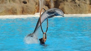 Les Dauphins  Loro Parque 2014 [upl. by Alrac]