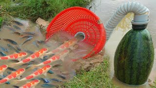 Build Fish Trapping System Make From Watermelon amp Flexible Pipe [upl. by Uta129]