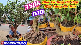 Chợ Mai 1110☎️0939524471👉🏻Phôi Mai Tứ Quý Đế Đẹp Mai Vàng Đế Thú giá rẻ từ 350k CS Cần Thơ HG [upl. by Nybor640]