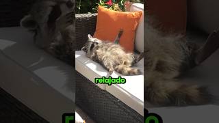 El mapache mas relajado🤣🦝 [upl. by Eniladam918]