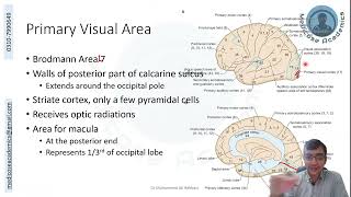 Occipital Lobe Functional Areas [upl. by Effy49]