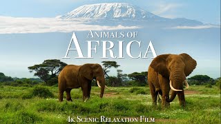 Animals of Africa 4K  Scenic Relaxation Film With Calming Music [upl. by Shelbi265]