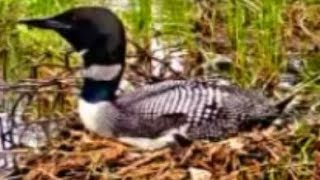 Loon Wailing for its Mate [upl. by Keegan]