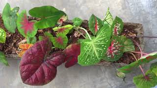 MOVED SOME CALADIUMS IN ONE POT [upl. by Noiraa]