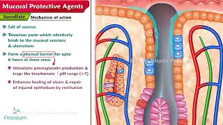 Mucosal Protective Agents Sucralfate amp Bismuth compounds [upl. by Ztnarf]