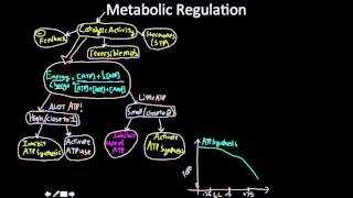 Metabolic Regulation [upl. by Dedric]