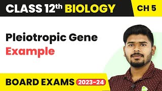 Pleiotropic Gene Example  Principles of Inheritance and Variation  Class 12 202223 [upl. by Freeborn631]