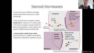 hbio11a hormone types amp signals 19 min [upl. by Wincer]