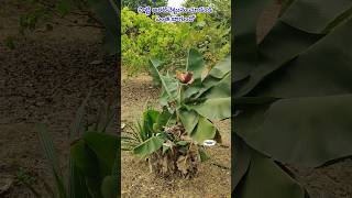 Dwarf banana  Thai variety పొట్టి అరటి exoticfruitplants tropicalfruit Ramanujans garden [upl. by Rondi12]