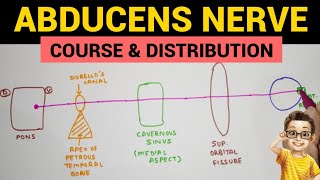 Abducens Nerve  1  Course and Distribution [upl. by Florance]