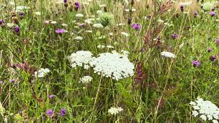 Peen  Daucus carota  NL Bloeit  Planten van hier [upl. by Russel894]