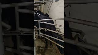 delaval training cow [upl. by Zacharia434]