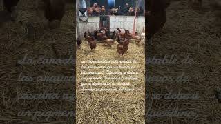 Araucanas gallinas chicken farmer gallos gallinas [upl. by Enitsenre]