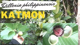 Katmon  Dillenia philippinensis  endemic tree of the Philippines endemicplantofthephilippines [upl. by Cirda]