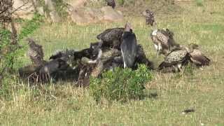 Vultures and Storks eating wildebeest [upl. by Wenn739]