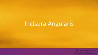 Pronunciation of the words quotIncisura Angularisquot [upl. by Switzer]