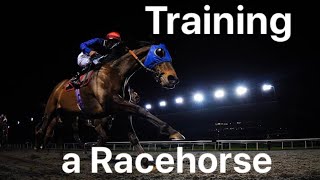 Training a racehorse POV Taking a racehorse for exercise on the gallops from start to finish [upl. by Anora]