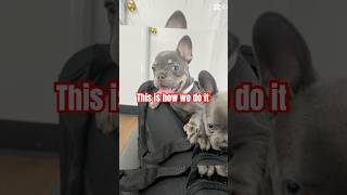 This is how the frenchie puppies do it frenchbulldoglover puppy funny funnydogs funnyvideo [upl. by Euqinomad]